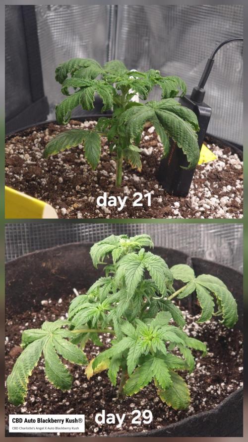 Dutch Passion CBD autoflowers.. Week 4 - No comment 😆