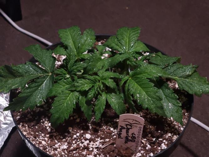 Dutch Passion CBD autoflowers.. Week 4 - Vita Race Spray