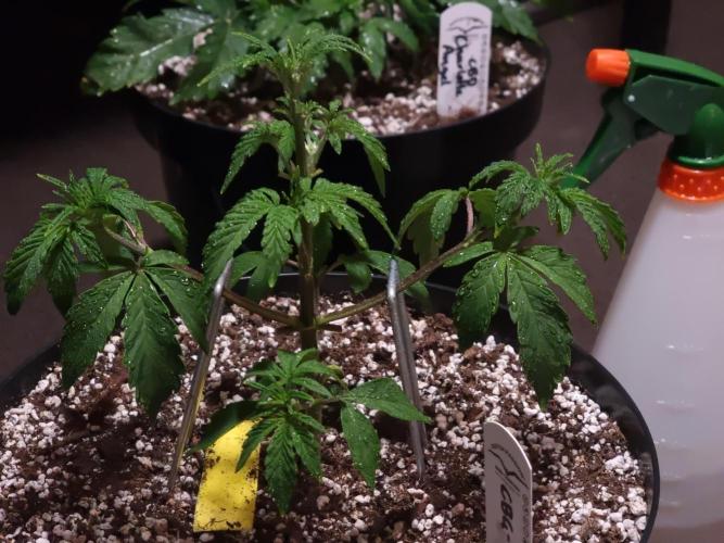 Dutch Passion CBD autoflowers.. Week 4 - Vita Race Spray