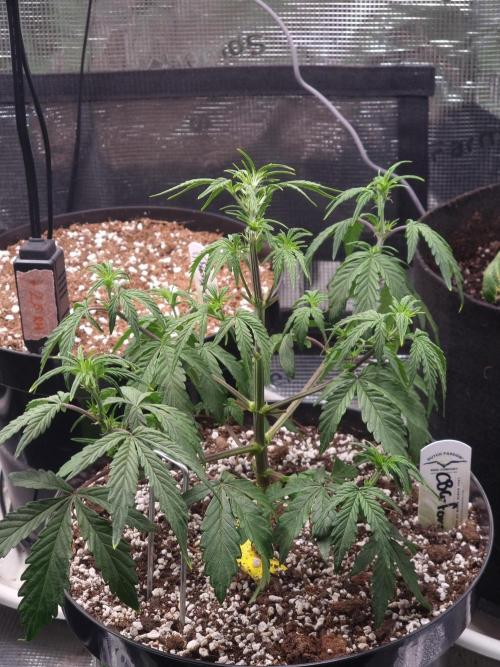 Dutch Passion CBD autoflowers.. Week 4