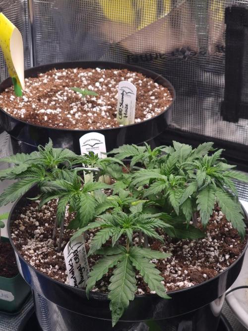 Dutch Passion CBD autoflowers.. Week 4