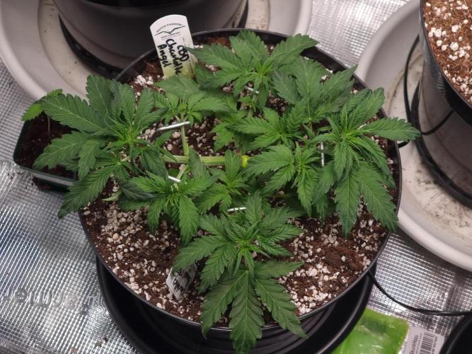 Dutch Passion CBD autoflowers.. Week 4