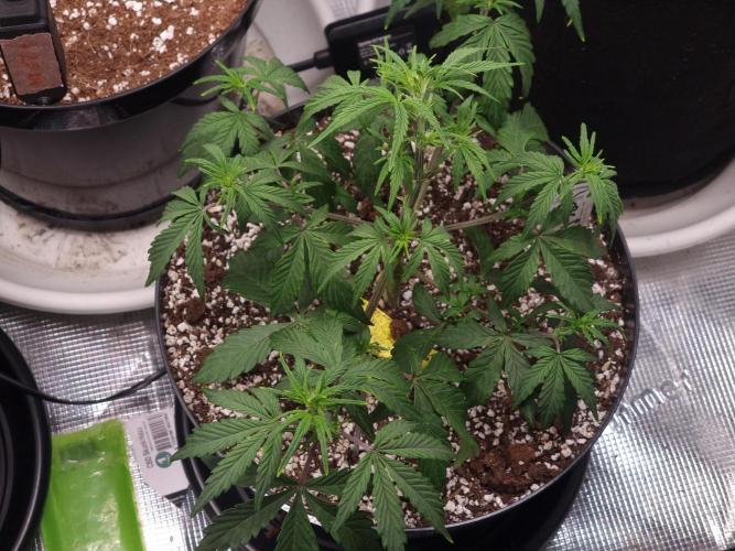 Dutch Passion CBD autoflowers.. Week 4