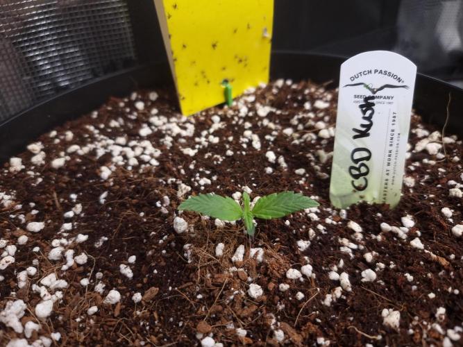 CBD Grow Dutch Passion + Wedding Cake. Week 1 - Day 7,  CBD Kush