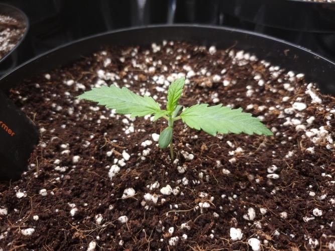 CBD Grow Dutch Passion + Wedding Cake. Week 1 - Day 7, Wedding Cake 