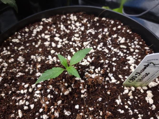 CBD Grow Dutch Passion + Wedding Cake. Week 1 - Day 7, Skunk Haze CBD