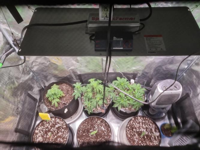 CBD Grow Dutch Passion + Wedding Cake. Week 1 - Day 4