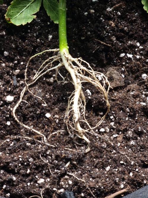 Dutch Passion CBD autoflowers.. Week 5