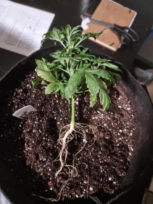 Dutch Passion CBD autoflowers.. Week 5