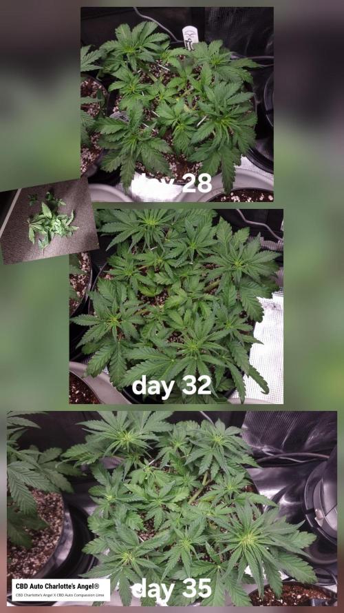 Dutch Passion CBD autoflowers.. Week 5 - Charlotte's Angel 