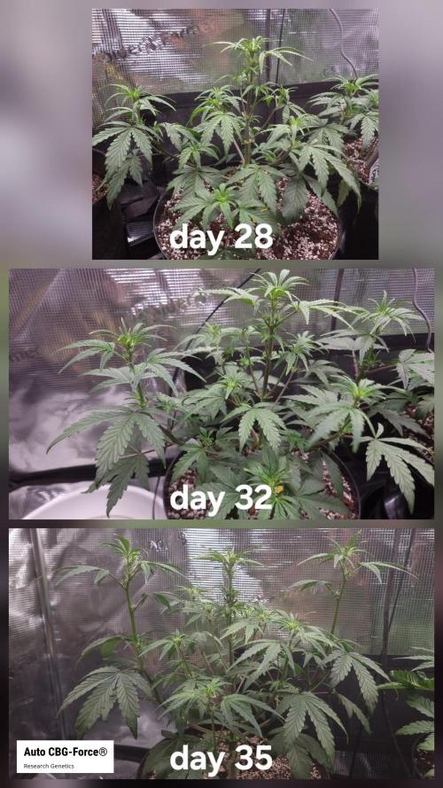 Dutch Passion CBD autoflowers.. Week 5 - CBG-Force 
