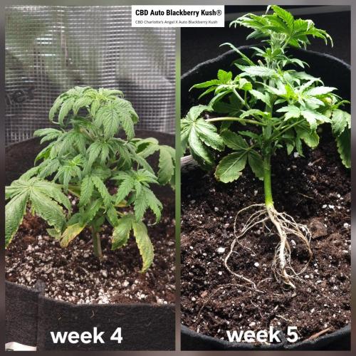 Dutch Passion CBD autoflowers.. Week 5 - This just wasn't going to amount to anything.