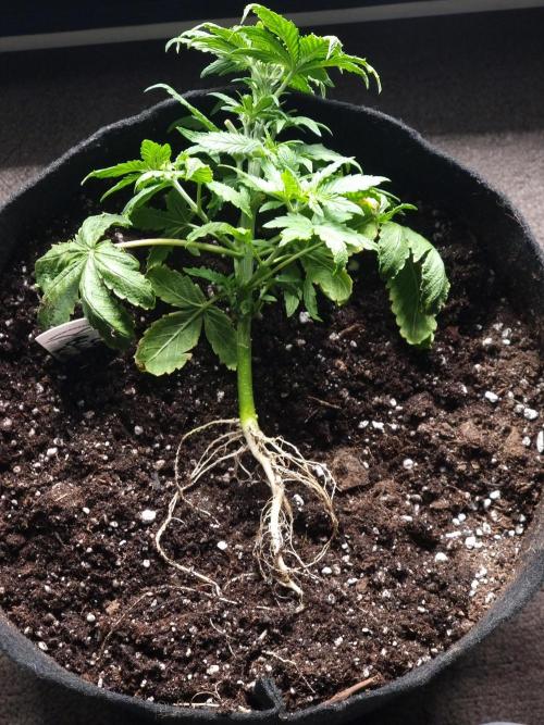 Dutch Passion CBD autoflowers.. Week 5