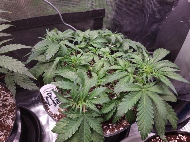 Dutch Passion CBD autoflowers.. Week 5 - Bit to much nitrogen, apparently.
