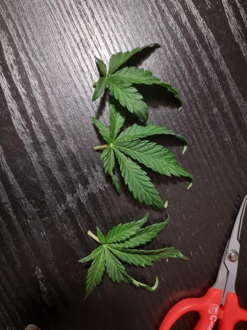 Dutch Passion CBD autoflowers.. Week 5 - Clawed leaf tips