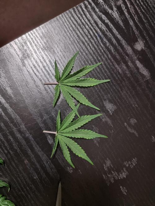 Dutch Passion CBD autoflowers.. Week 5 - The other plant looks healthy apart from a litte yellow tips.