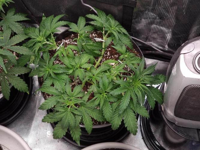 Dutch Passion CBD autoflowers.. Week 5 - This'll become a nice canopy 