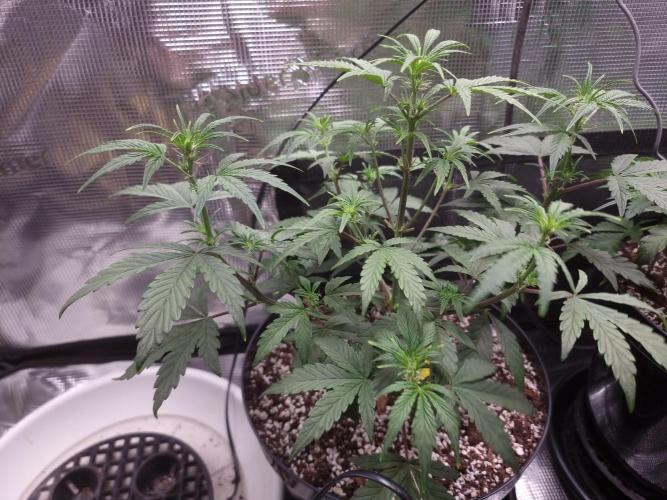 Dutch Passion CBD autoflowers.. Week 5 - Beautiful candelabra 