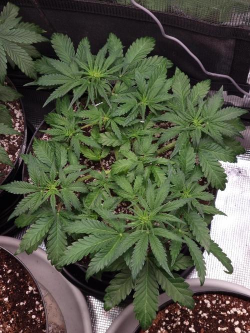 Dutch Passion CBD autoflowers.. Week 5