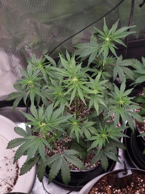 Dutch Passion CBD autoflowers.. Week 5