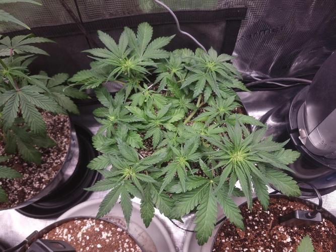 Dutch Passion CBD autoflowers.. Week 5