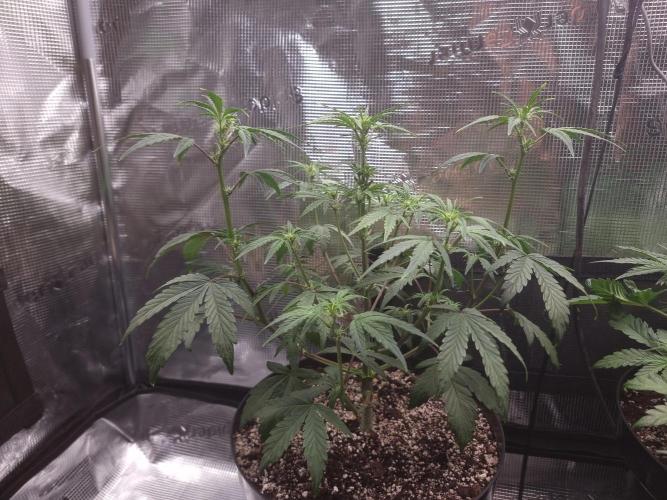 Dutch Passion CBD autoflowers.. Week 5