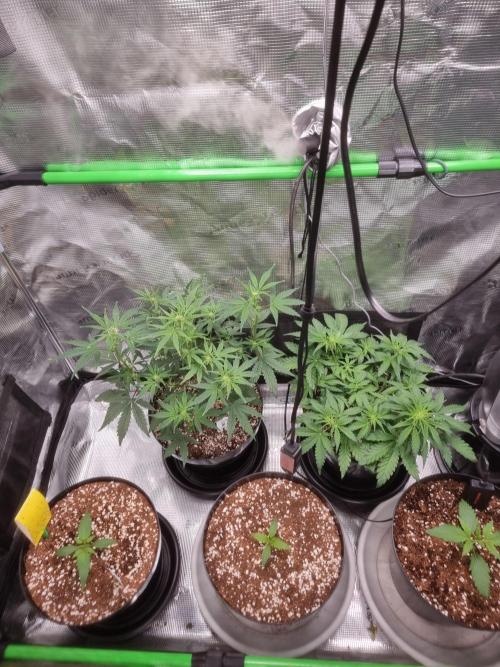 Dutch Passion CBD autoflowers.. Week 5