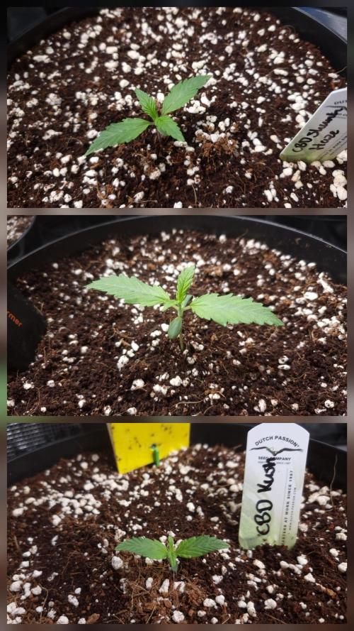 CBD Grow Dutch Passion + Wedding Cake. Week 2