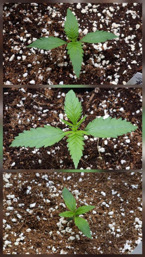 CBD Grow Dutch Passion + Wedding Cake. Week 2