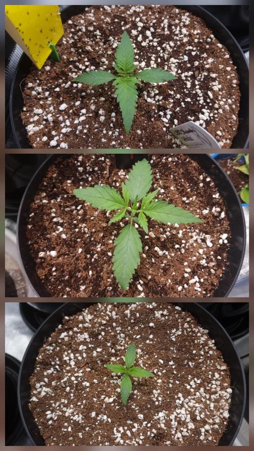 CBD Grow Dutch Passion + Wedding Cake. Week 2