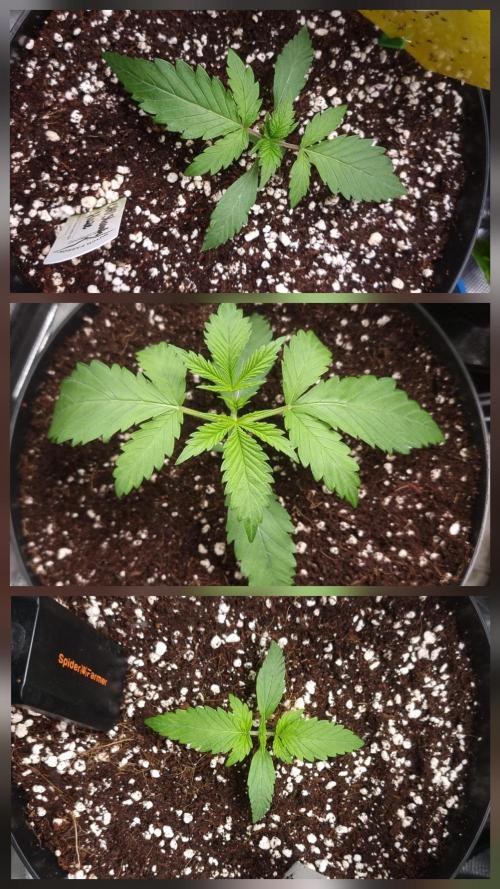 CBD Grow Dutch Passion + Wedding Cake. Week 2