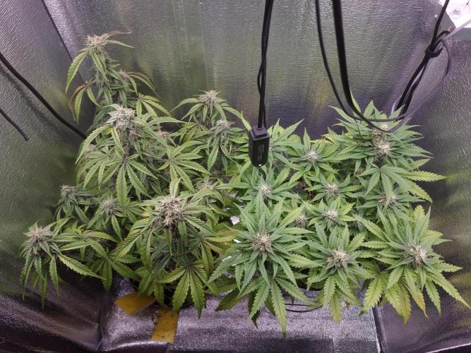 Dutch Passion CBD autoflowers.. Week 9 - Nice full canopy 