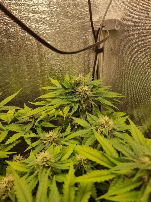 Dutch Passion CBD autoflowers.. Week 9 - Charlotte's Angel Auto
