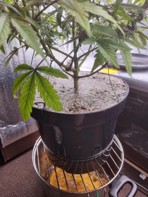 Dutch Passion CBD autoflowers.. Week 9 - Flush going on