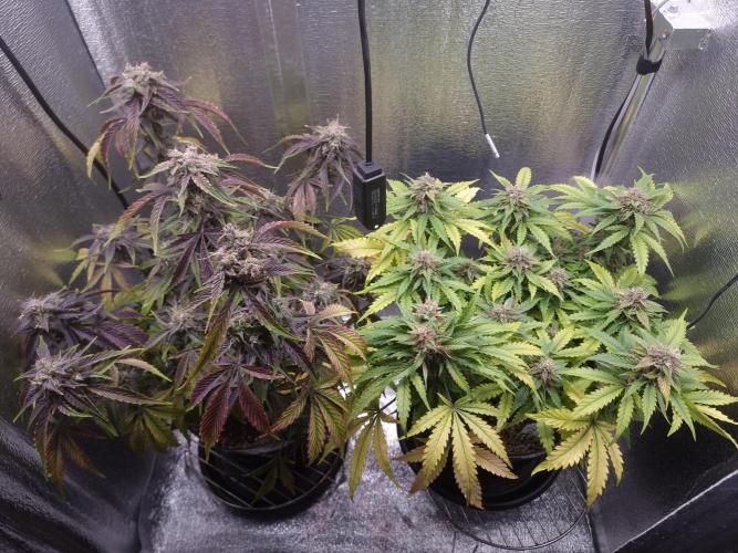 Dutch Passion CBD autoflowers.. Week 10 - Beautiful colors