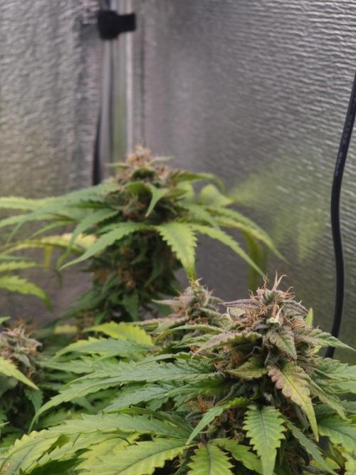 Dutch Passion CBD autoflowers.. Week 10 - Charlotte's Angel Auto
