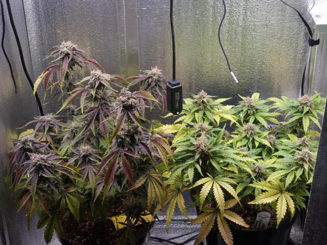 Dutch Passion CBD autoflowers.. Week 10