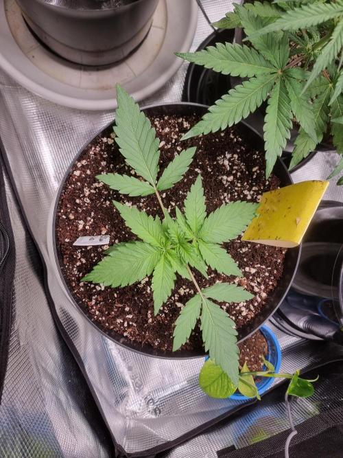 CBD Grow Dutch Passion + Wedding Cake. Week 3