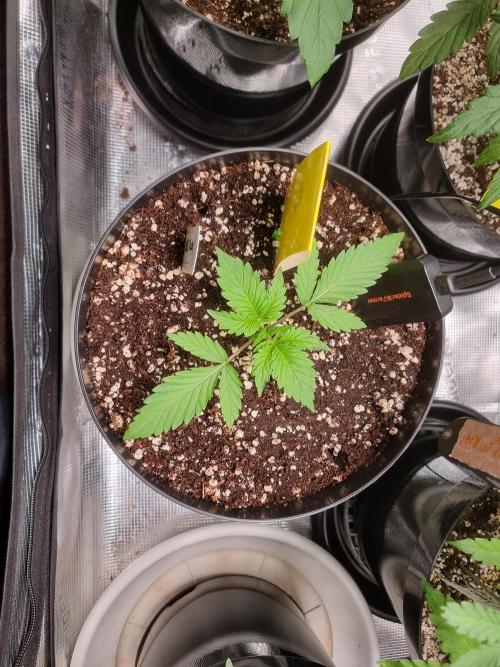 CBD Grow Dutch Passion + Wedding Cake. Week 3