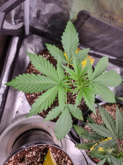 CBD Grow Dutch Passion + Wedding Cake. Week 3