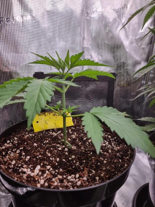 CBD Grow Dutch Passion + Wedding Cake. Week 3