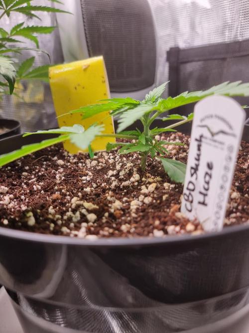 CBD Grow Dutch Passion + Wedding Cake. Week 3