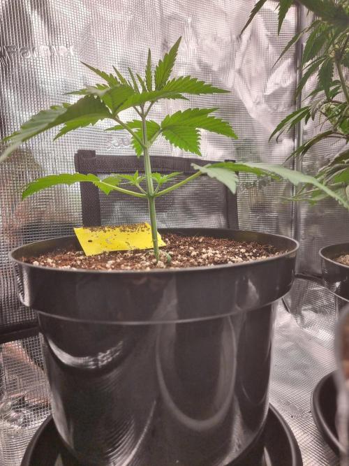 CBD Grow Dutch Passion + Wedding Cake. Week 3