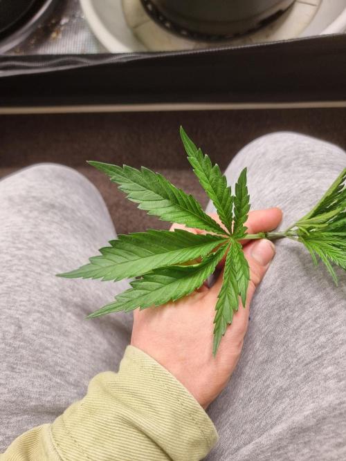 CBD Grow Dutch Passion + Wedding Cake. Week 3