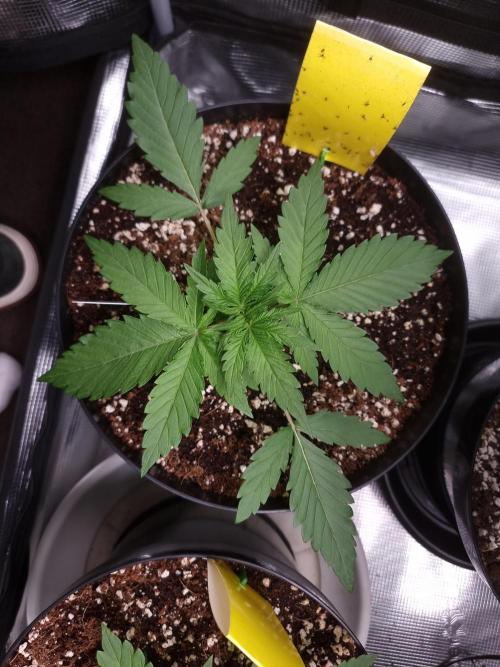 CBD Grow Dutch Passion + Wedding Cake. Week 3