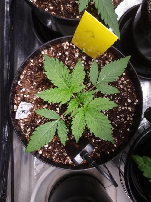 CBD Grow Dutch Passion + Wedding Cake. Week 3