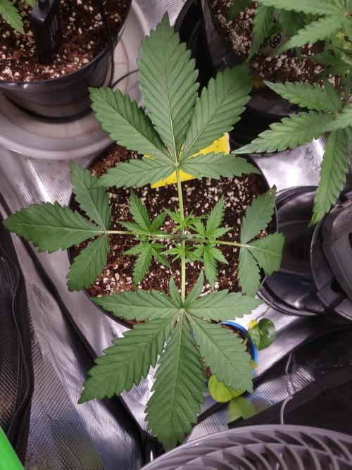 CBD Grow Dutch Passion + Wedding Cake. Week 3