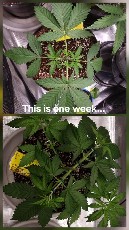 CBD Grow Dutch Passion + Wedding Cake. Week 4 - This the most fun plant to grow, really. 