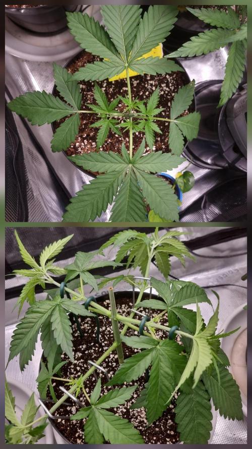 CBD Grow Dutch Passion + Wedding Cake. Week 4 - Just freaking nuts you can almost see it grow by eye. 😅