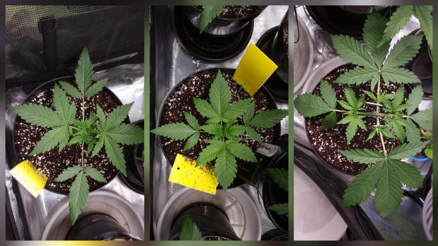 CBD Grow Dutch Passion + Wedding Cake. Week 4